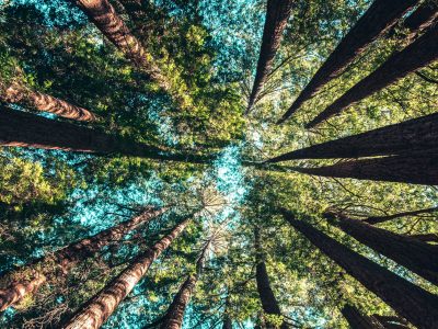 Día de la Tierra: el hogar que nos pide una restauración de los ecosistemas