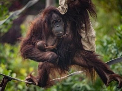 Nace un bebé orangután en zoológico de Reino Unido que podría desencadenar una nueva generación