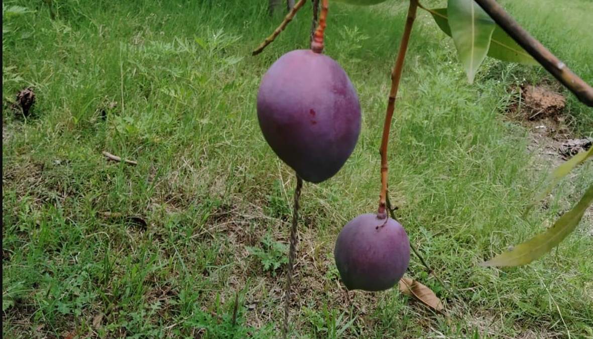 En 2020 unos ladrones se robaron 14 mangos.