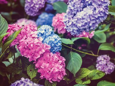 El truco de bajo presupuesto para que tus hortensias exploten de flores en todo el verano