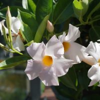 La planta de verano con flores blancas que le dará un toque único a tu jardín en los días de sol