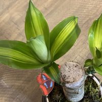 La planta de interior que tenés que tener si querés atraer la felicidad a tu hogar y a tu vida