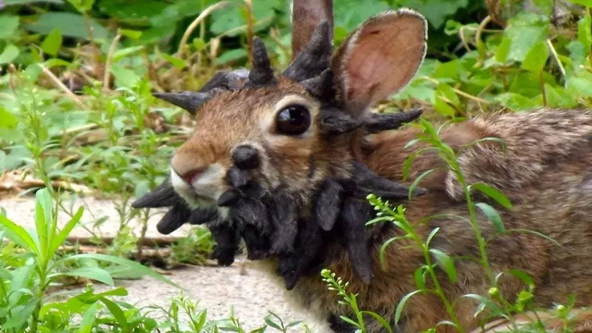 Conejo con tentáculos negros en la cara