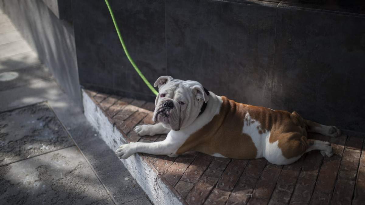 Las tiendas de animales en NL sólo podrán adquirir y ofertar mascotas esterilizadas procedentes de centros de control canino y animal