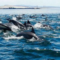 Ciudadanos apoyan el proyecto de la Reserva de la Biosfera en el Mar de Cortés y el Pacífico Sudcaliforniano