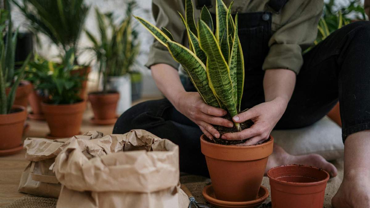 Plantas. Fuente: (Instagram)