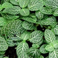 Es pequeña y nada exigente en cuidados: la planta que todo principiante quiere tener para decorar su casa