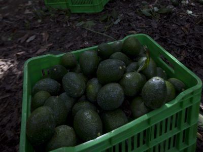 EU recibe menos aguacates de México, lo que afecta al guacamole para el Super Bowl. ¿Por qué?