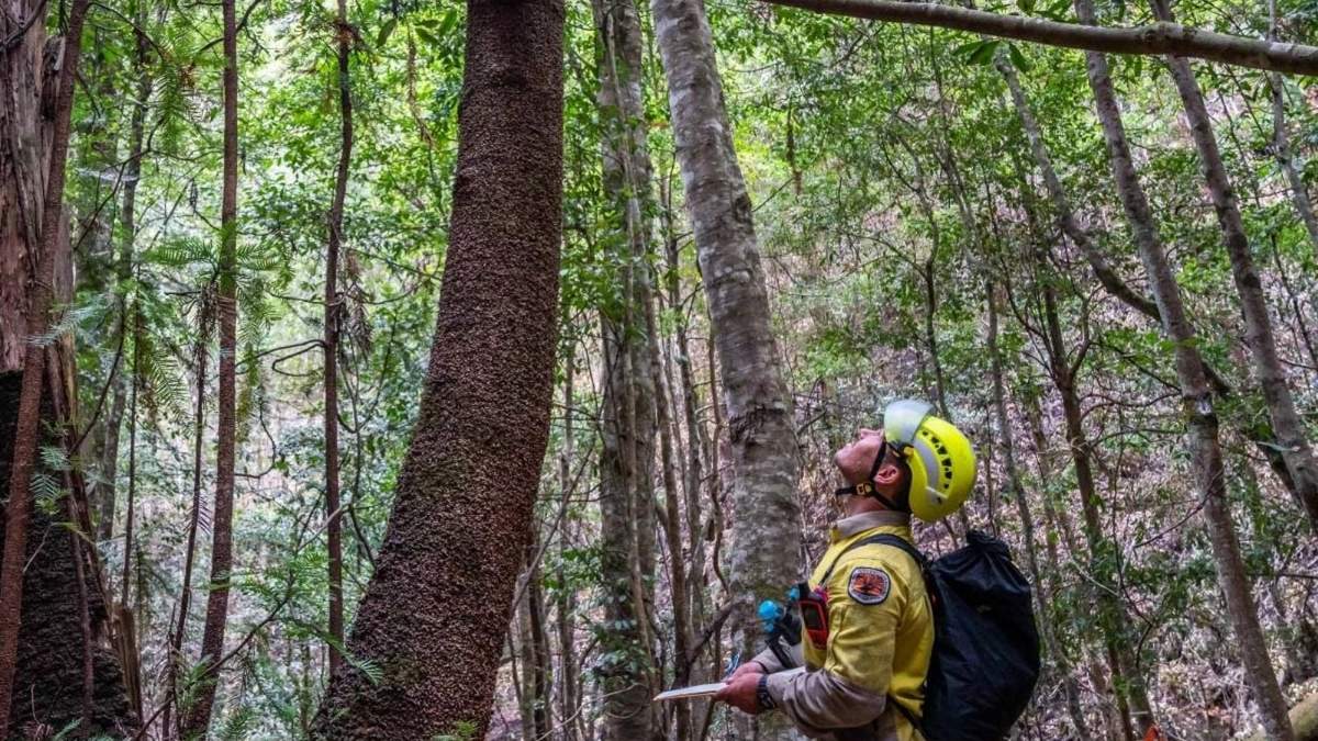 Los bomberos de Australia salvaron el último bosque de Wollemia nobilis. Fuente: (Twitter).