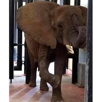 La elefanta africana 'Ely” goza de buena salud: Profepa