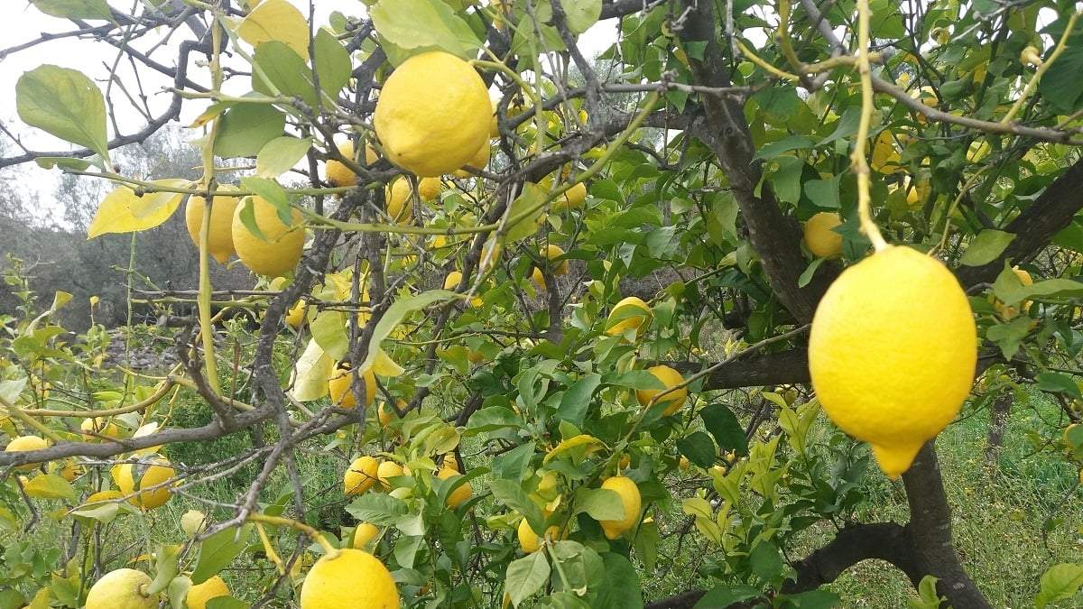 Limonero. Fuente: (X)