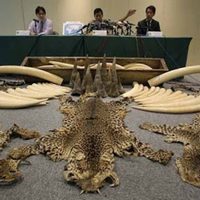Tráfico de especies… hasta por internet