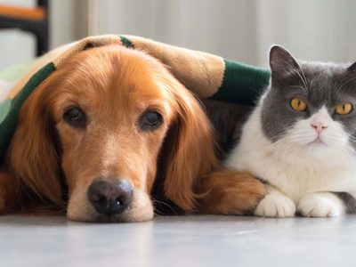 Lo tenés en la alacena: el truco viral para eliminar el olor que queda donde ensucian tus perros y gatos