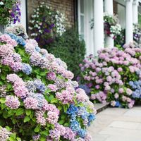 Jardín bien colorido: el trucazo con pocos ingredientes para cambiar de color tus hortensias