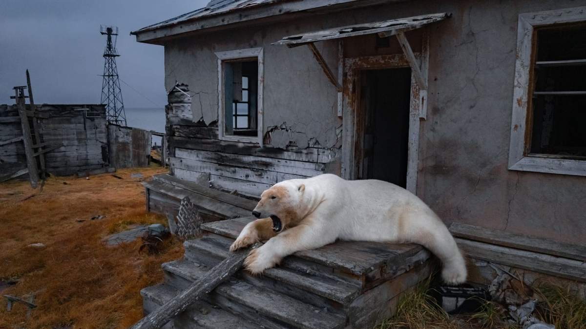 Un oso polar en una estación de investigación abandonada en la isla Koluchin, frente a Chukotka, Rusia, en el extremo oriental del país, el jueves 18 de septiembre de 2025