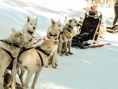 En el cerro Chapelco, denunciaron explotación animal: las imágenes