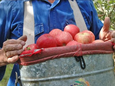 Alerta en Río Negro: llegaron “trabajadores golondrina” desde Tucumán con certificados falsos