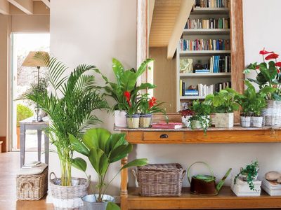 Tips para decorar con plantas un departamento pequeño