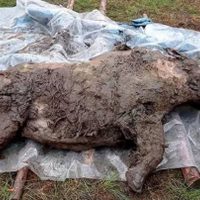 Hallan en Siberia un rinoceronte lanudo congelado hace 20 mil años