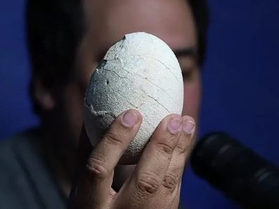 "Hallazgo impresionante": habló el paleontólogo que descubrió el huevo de dinosaurio en Río Negro
