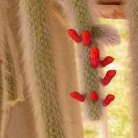 Cactus cola de mono: cómo cuidarlo y hacer que florezca esta exótica y costosa suculenta