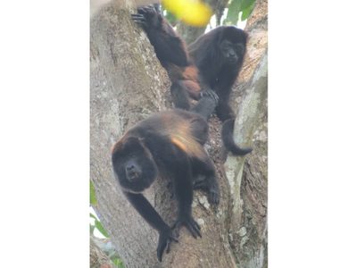 Lluvias no favorecen condición de monos aulladores; van 234 muertos