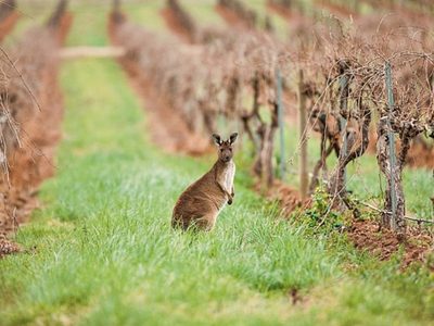 Australia, tierra de vinos blancos y espumantes únicos