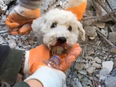 Los milagrosos rescates de tres perros en la zona cero de Turquía (Videos)