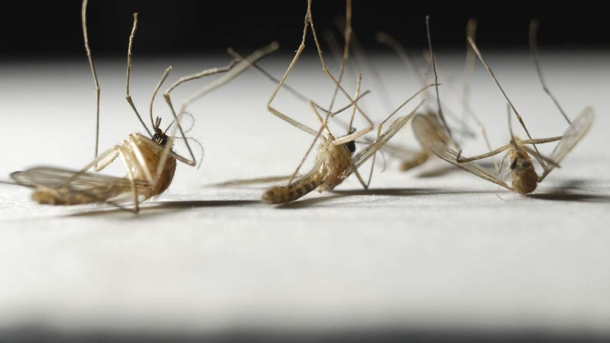 Dengue. Fuente: (Twitter)