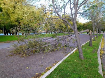 Viedma: por un temporal cayeron postes, árboles y carteles