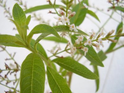 La planta favorita de todas las abuelas que podés cultivar en casa muy fácil