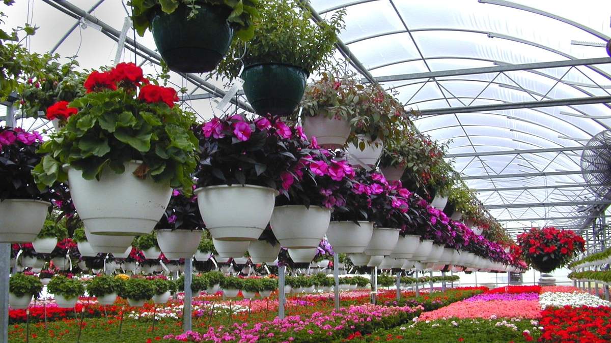Protocolos en producción de plantas ornamentales. Fuente; (Facebook)