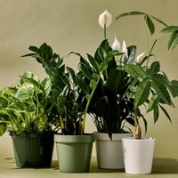 5 plantas que transforman tu hogar en un ambiente tóxico