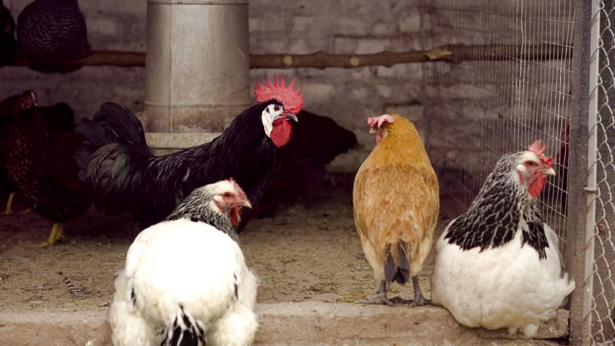 El primer caso en aves de traspatio en la provincia. Fuente: (SENASA)