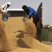 Por el alza mundial de los precios, India prohibió la exportación de trigo