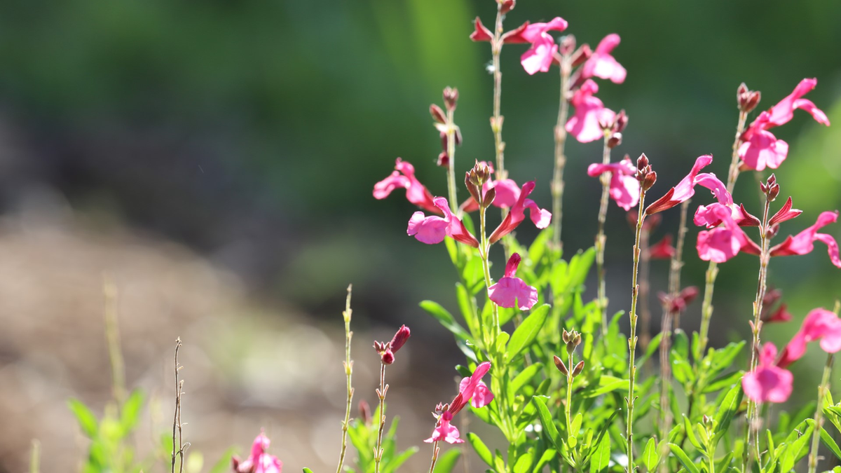 Salvias. Fuente: (Instagram)