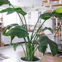 Si tu planta de Strelitzia tiene las hojas partidas, no te asustes, mirá cómo podés solucionarlo en minutos