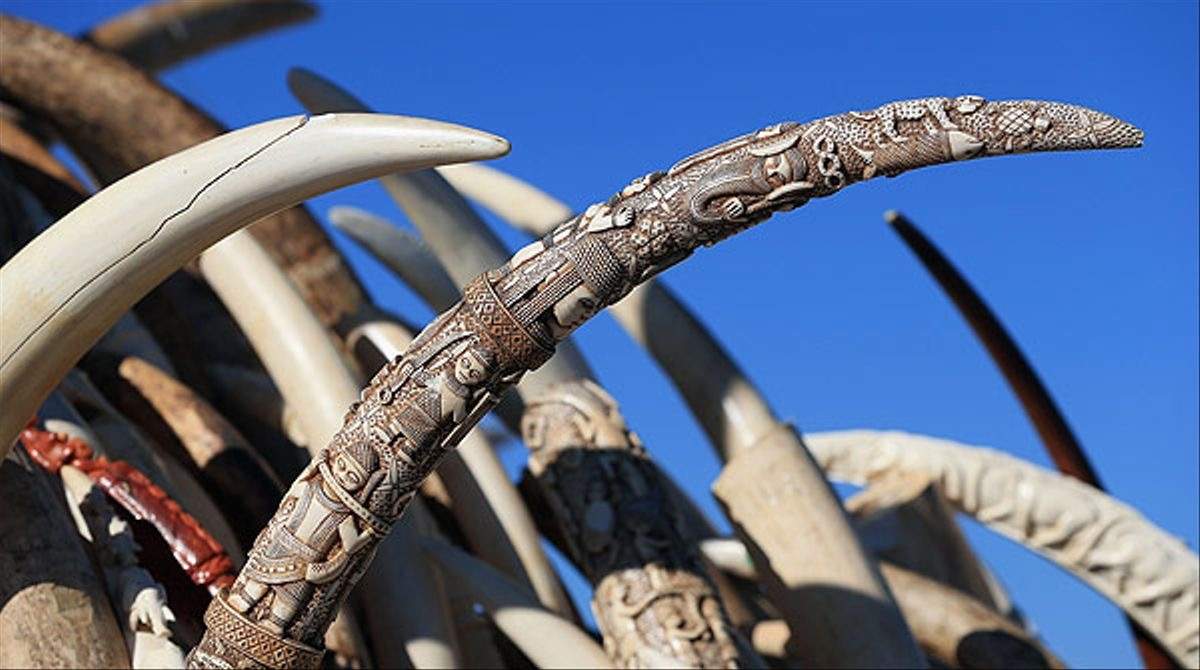 Destrucción de toneladas de marfil ilegal, en Denver