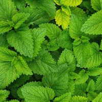 Así de fácil podés reproducir tu planta de Melisa y disfrutar de su sabor en un rico té
