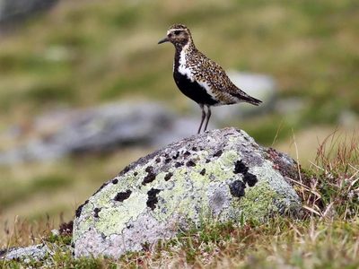 Curiosidades sobre el chorlito, el pájaro que da origen a la famosa frase y por qué la decimos