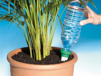 Cultivá tus propios tomates en botellas autorriego con esta sencilla y efectiva técnica de los viveristas