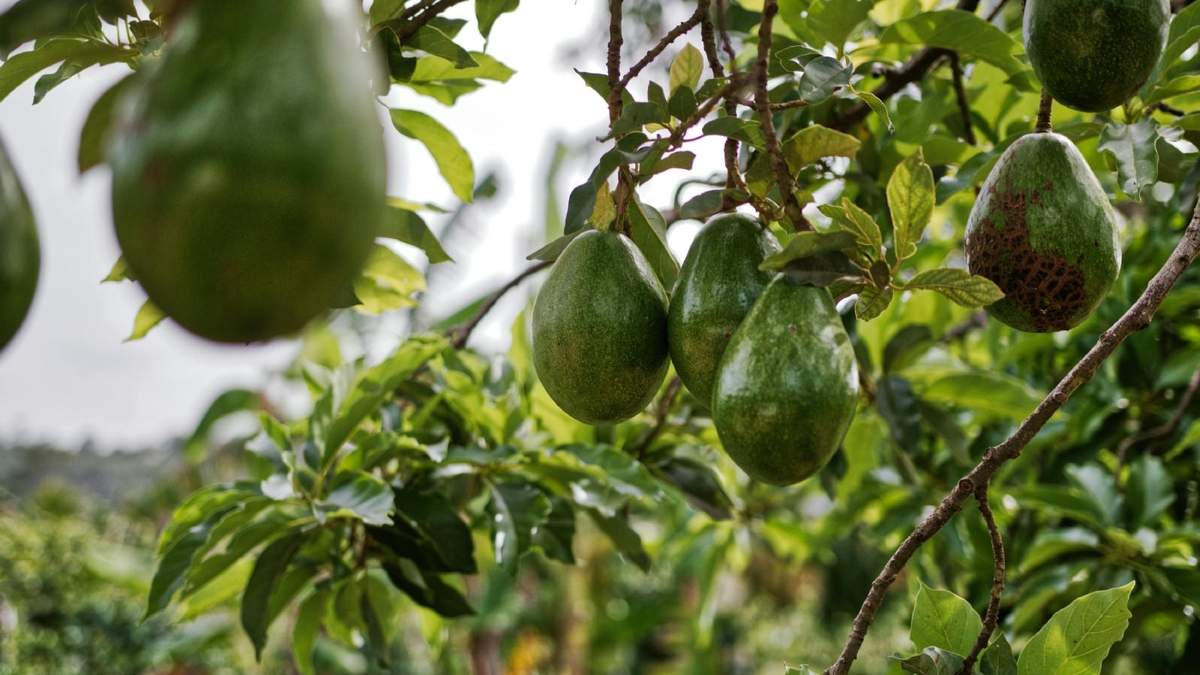 Disfruta de deliciosas paltas o aguacates cultivadas en tu jardín
