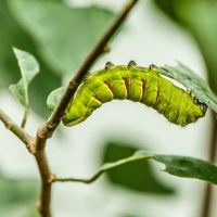 Curiosidades sobre las orugas: el insecto que parece inofensivo, pero es un verdadero dolor de cabeza para tu jardín