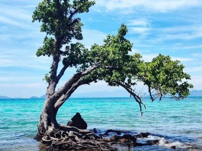 El árbol más solitario de Tailandia está en peligro y los turistas tienen la culpa
