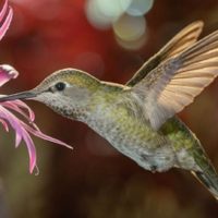 Las maravillas del aire: curiosidades sobre los colibríes que llenan de magia los jardines argentinos