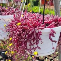 Conocé la planta colgante que florece todo el año y cambia de color según la intensidad del sol