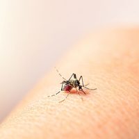 El Ministerio de Salud anunció el inicio de la vacunación contra el dengue