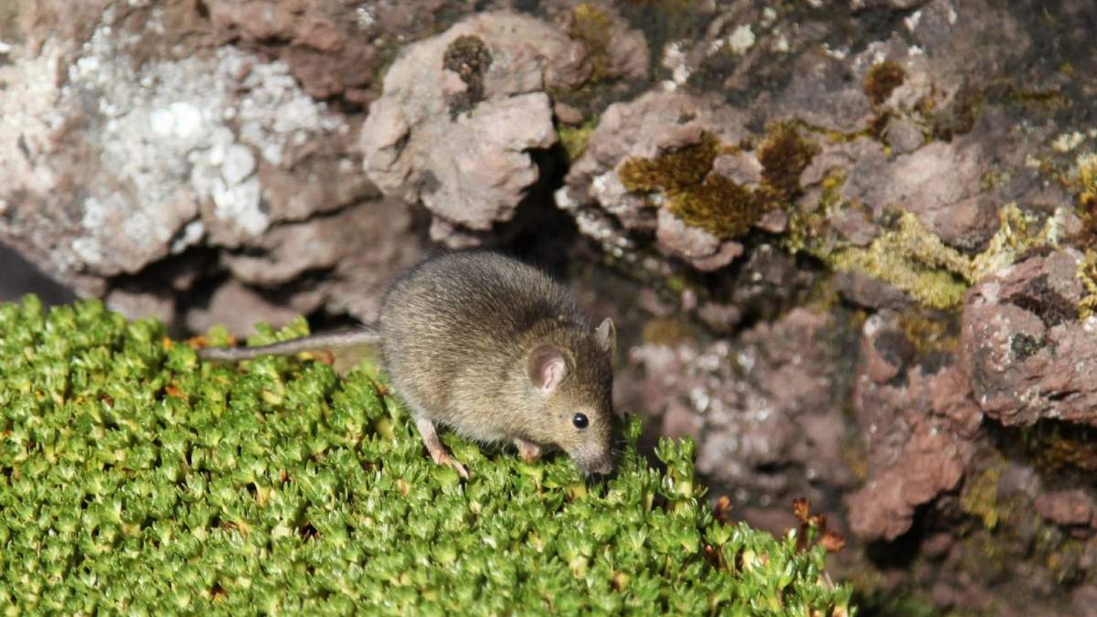 Ratón de Marion. Fuente: (Twitter)