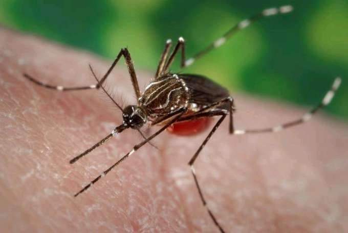Ejemplar de mosquito Aedes aegypti