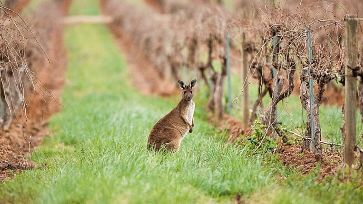 Vinos australianos: blancos y espumantes de excelencia. Fuente: (Instagram)